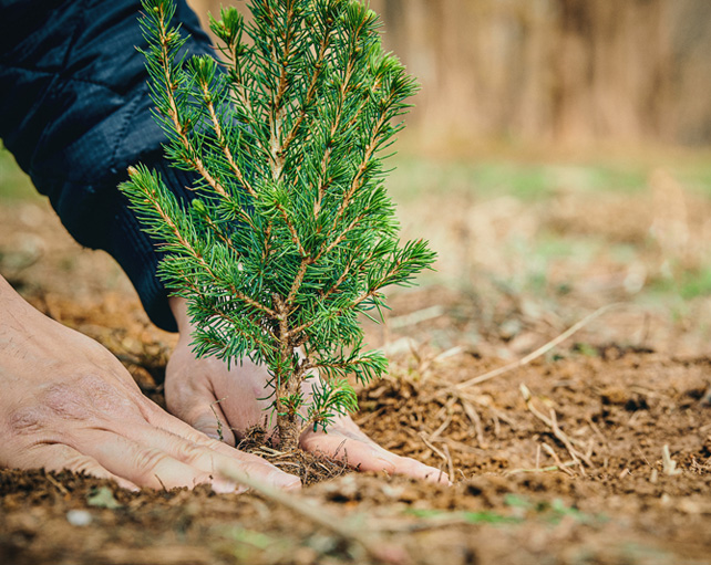 Think Forestry: obbiettivo di 100 milioni di alberi